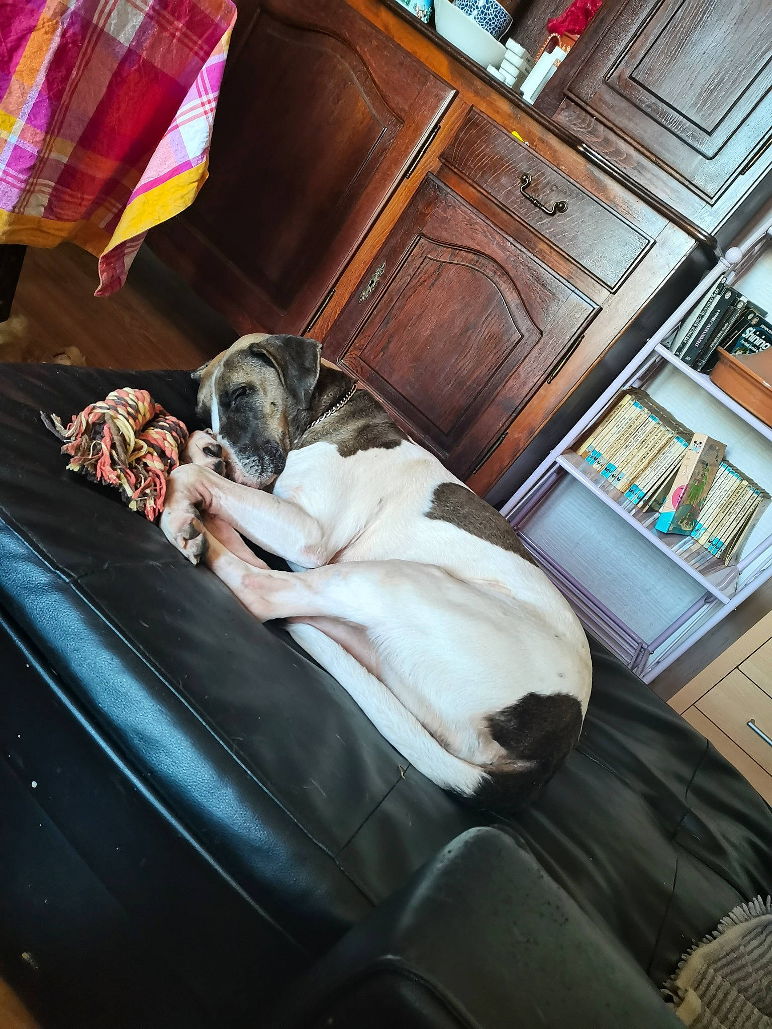 Maya participe au concours pour gagner de l'argent avec cette photo : cabinetry, canidae, car_seat, carnivore, chest_of_drawers, comfort, companion_dog, dog, dog_breed, drawer, fawn, flooring, fur, hardwood, linens, living_room, nap, sporting_group, window, wood