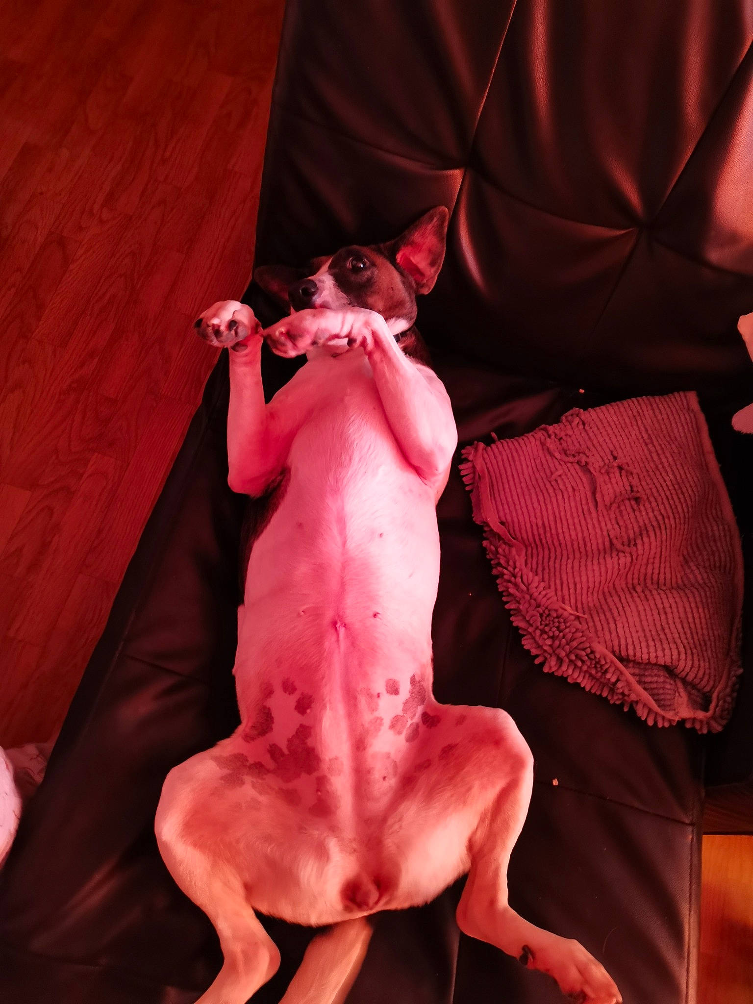 Maya participe au concours pour gagner de l'argent avec cette photo : carmine, carnivore, comfort, companion_dog, dog, dog_breed, entertainment, fawn, foot, human_body, human_leg, knee, magenta, peach, performing_arts, pink, tail, thigh, trunk, working_animal