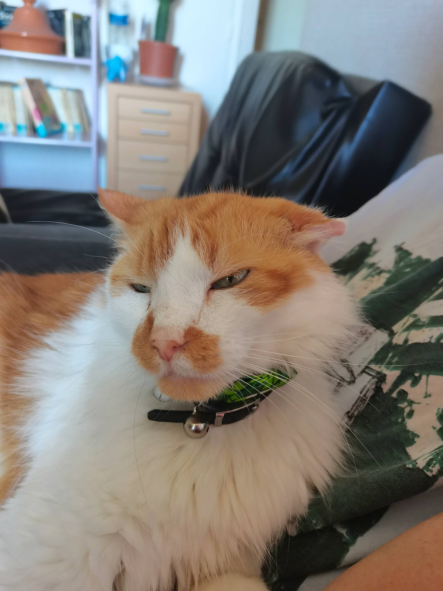 Leah a rejoint le concours — aidez-le/la à gagner de superbes lots ! blue, bookcase, carnivore, cat, claw, collar, comfort, domestic_short_haired_cat, eye, fawn, felidae, fur, paw, plant, shelf, small_to_medium_sized_cats, snout, tail, whiskers, window