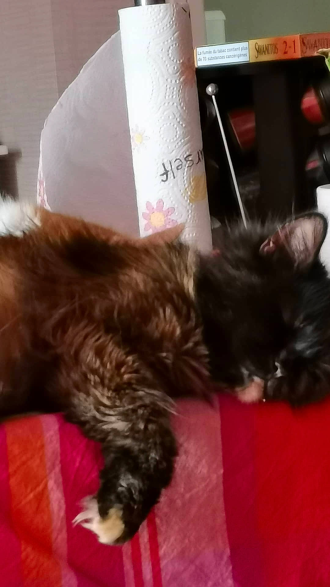 Neela participe au concours pour gagner de l'argent avec cette photo : black_cat, canidae, carnivore, cat, cat_supply, claw, comfort, companion_dog, dog_breed, ear, fawn, felidae, fur, liver, nap, paw, small_to_medium_sized_cats, tail, vehicle, whiskers