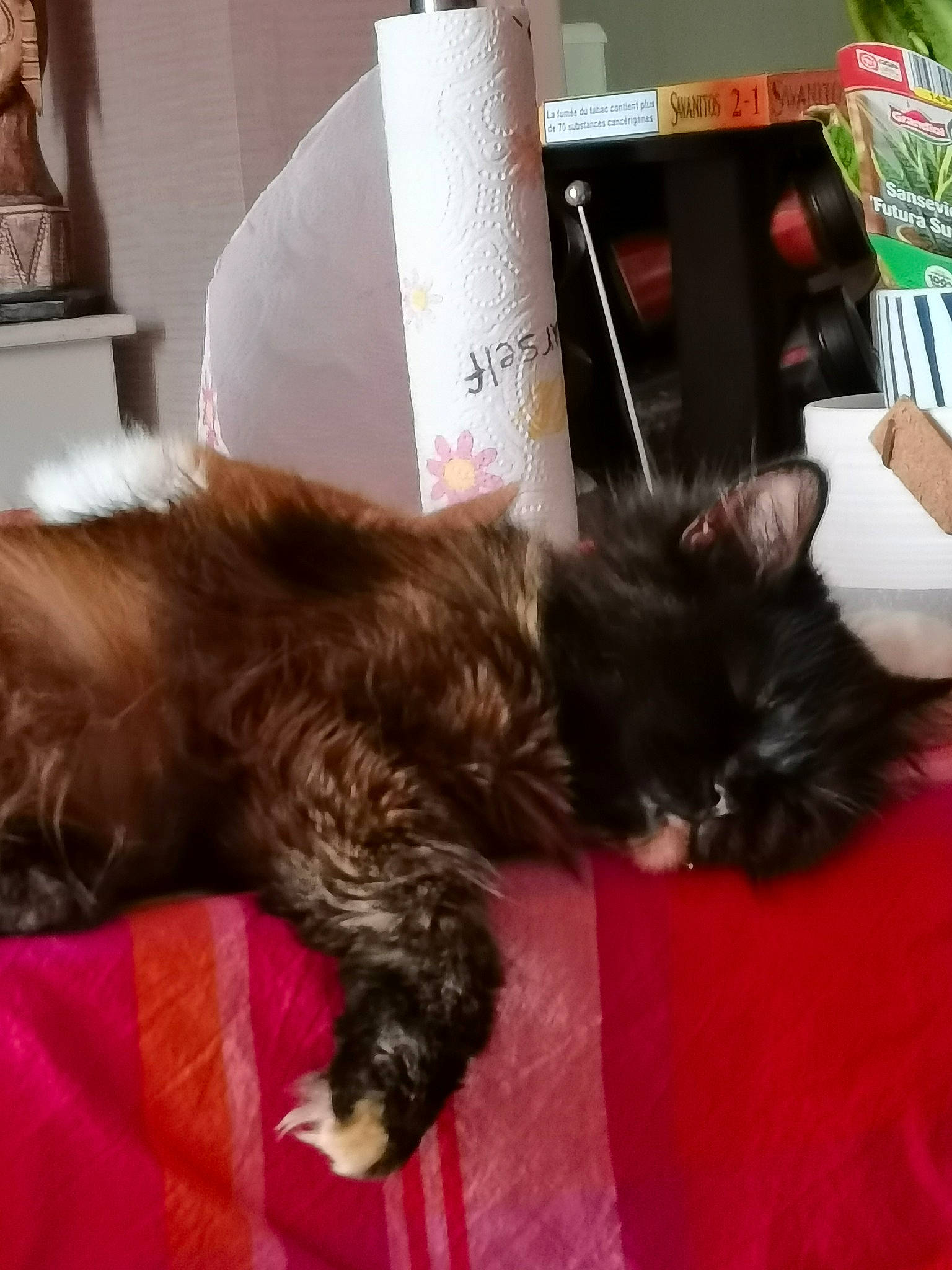 Neela a rejoint le concours — aidez-le/la à gagner de superbes lots ! black_cat, canidae, carnivore, cat, claw, comfort, companion_dog, dog_breed, felidae, fur, lap, nap, paw, small_to_medium_sized_cats, tail, terrestrial_animal, vehicle, whiskers