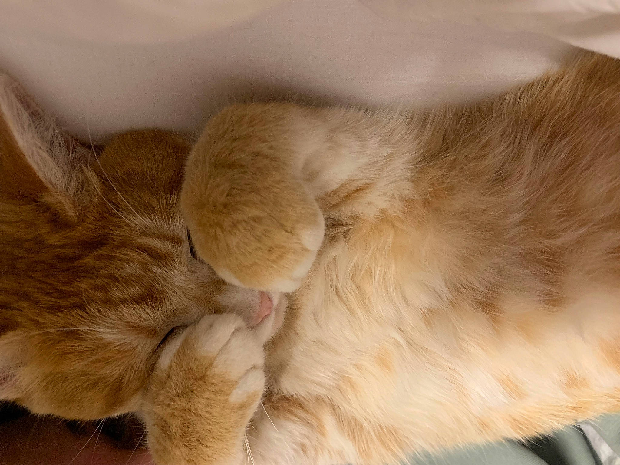 Sunset a rejoint le concours — aidez-le/la à gagner de superbes lots ! carnivore, cat, claw, comfort, domestic_short_haired_cat, ear, fawn, felidae, fur, gesture, nap, paw, sleep, small_to_medium_sized_cats, snout, tail, whiskers