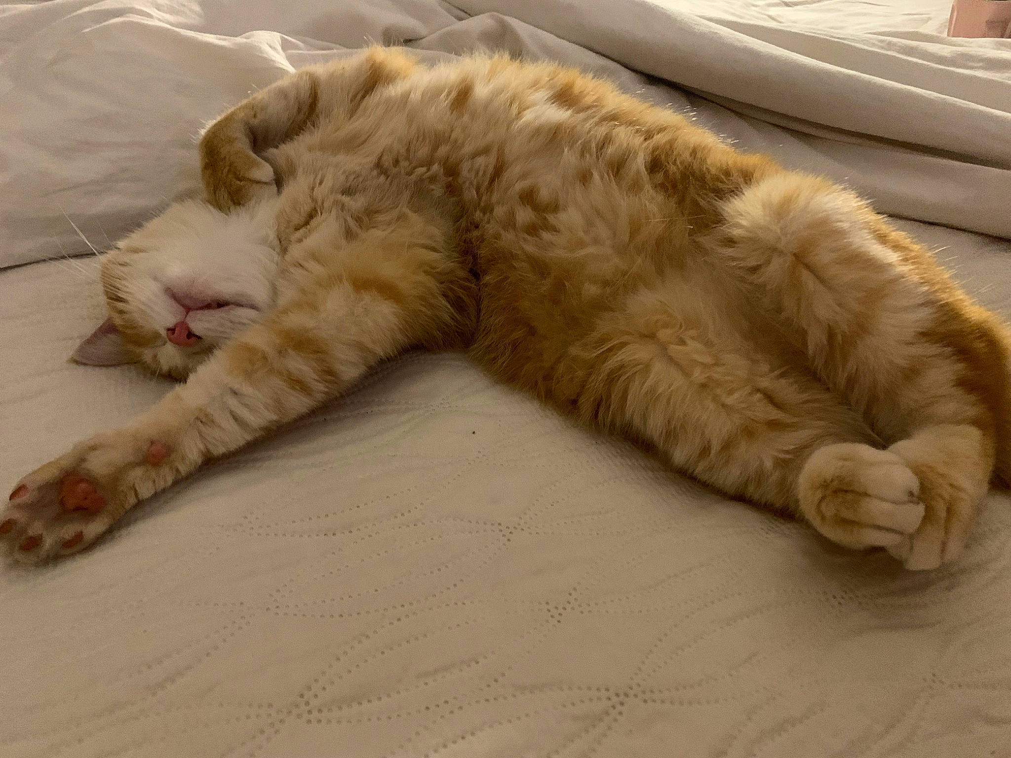 Sunset a rejoint le concours — aidez-le/la à gagner de superbes lots ! bed, carnivore, cat, claw, comfort, domestic_short_haired_cat, fawn, felidae, flooring, foot, fur, linens, nap, paw, small_to_medium_sized_cats, snout, tail, terrestrial_animal, whiskers, wood