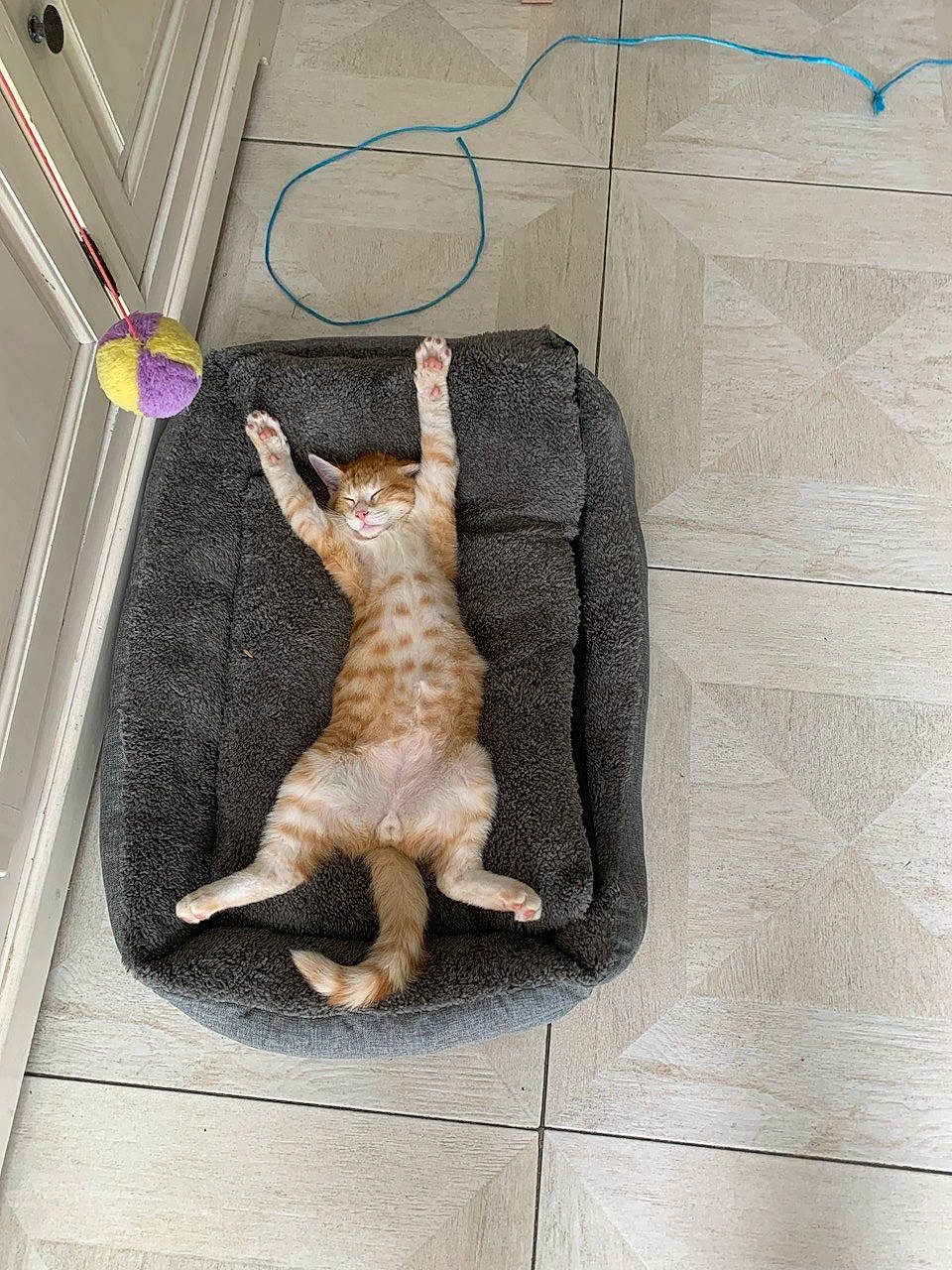 Sunset a rejoint le concours — aidez-le/la à gagner de superbes lots ! art, artifact, canidae, fawn, felidae, fish, flooring, foot, fur, gesture, leg, pattern, rectangle, sculpture, shadow, sporting_group, tail, visual_arts, wood