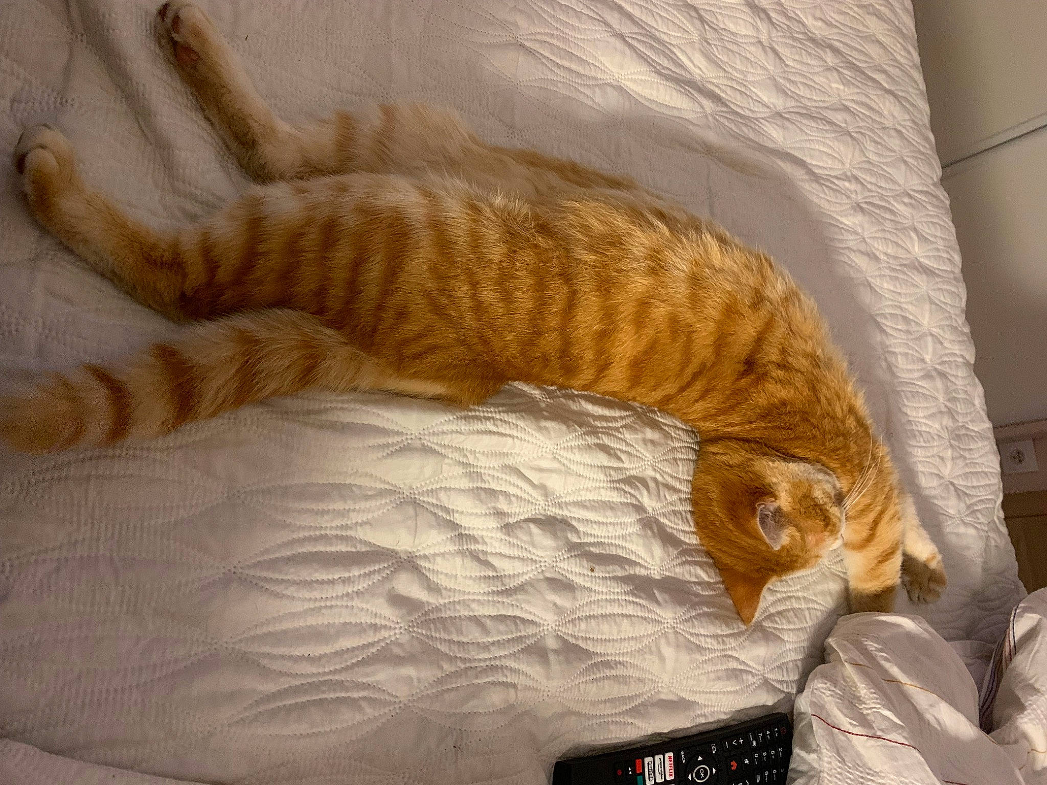 Sunset a rejoint le concours — aidez-le/la à gagner de superbes lots ! bed, bedding, carnivore, cat, cat_bed, claw, comfort, domestic_short_haired_cat, fawn, felidae, fur, linens, nap, room, sleep, small_to_medium_sized_cats, tail, terrestrial_animal, whiskers, wood