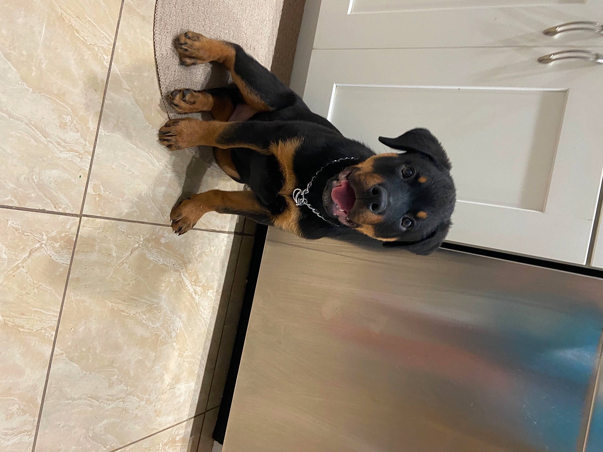 Deacon joined the competition — help win amazing prizes! canidae, carnivore, collar, companion_dog, dobermann, dog, dog_breed, dog_collar, door, fawn, flooring, guard_dog, pet_supply, snout, sporting_group, toy_dog, window, wood, working_animal, working_dog