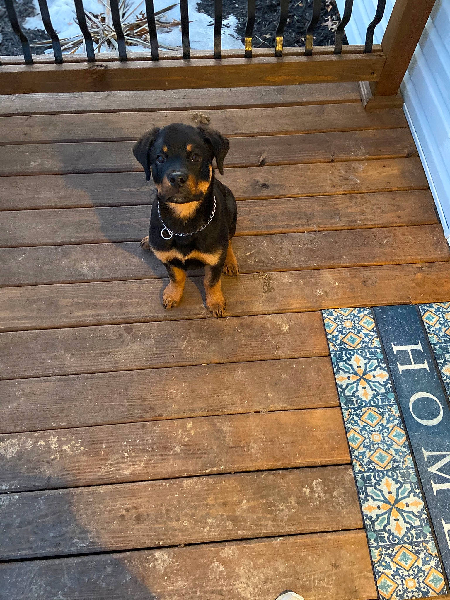 Deacon is registered to the contest to win money with this photo: brown, canidae, carnivore, companion_dog, dog, dog_breed, door, fawn, floor, flooring, guard_dog, hardwood, plank, plant, snout, sporting_group, tints_and_shades, wood, wood_stain, working_animal