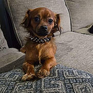 Spike joined the competition — help win amazing prizes! dog, small_dog, brown_dog, pet, indoor, couch, blanket, furniture, spiked_collar, cute, alert, ears, fur, pattern, home, living_room, animal, canine, seated, looking