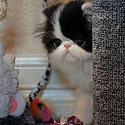 Otis joined the competition — help win amazing prizes! kitten, cat, black_and_white, curious, peeking, toy, crinkly_toy, gray, furry, indoor, closeup, pet, cute, small, playful, whiskers, floor, wall, post, texture