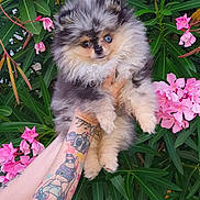 Athena participe au concours pour gagner de l'argent avec cette photo : dog, puppy, pomeranian, fluffy, blue_eye, brown_eye, tattoo, arm, hand, flowers, pink_flowers, green_leaves, outdoor, nature, pet, cute, fur, animal, portrait, holding