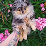 dog, puppy, pomeranian, fluffy, blue_eye, brown_eye, tattoo, arm, hand, flowers, pink_flowers, green_leaves, outdoor, nature, pet, cute, fur, animal, portrait, holding