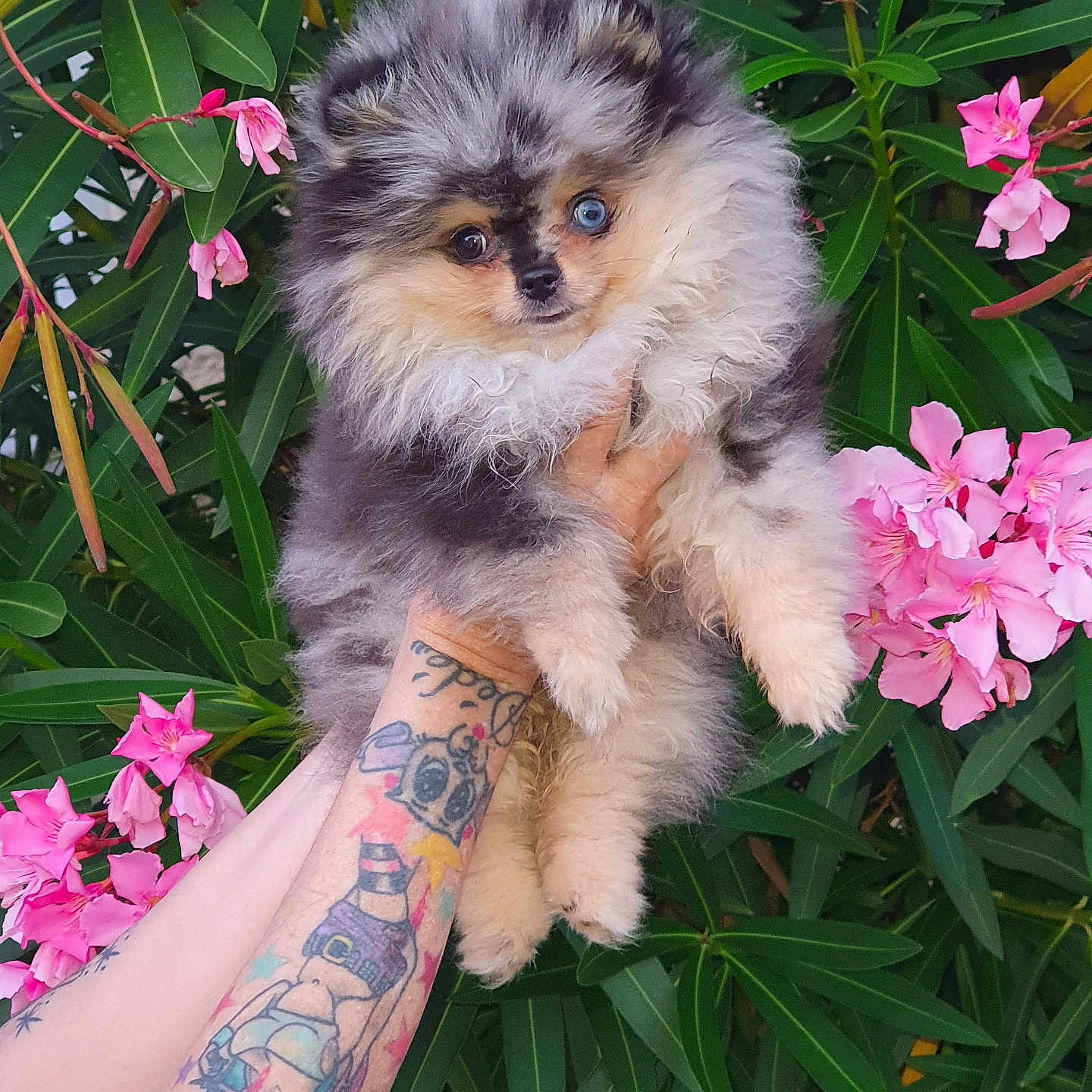 Athena participe au concours pour gagner de l'argent avec cette photo : animal, arm, blue_eye, brown_eye, cute, dog, flowers, fluffy, fur, green_leaves, hand, holding, nature, outdoor, pet, pink_flowers, pomeranian, portrait, puppy, tattoo