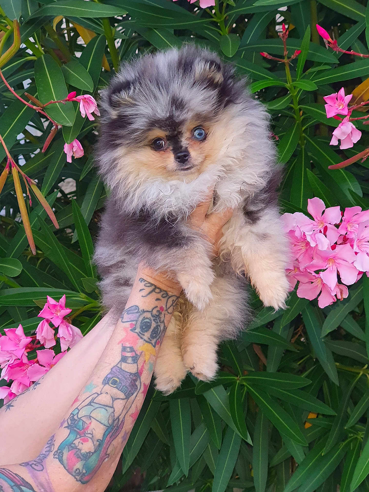 Athena participe au concours pour gagner de l'argent avec cette photo : dog, puppy, pomeranian, fluffy, blue_eye, brown_eye, tattoo, arm, hand, flowers, pink_flowers, green_leaves, outdoor, nature, pet, cute, fur, animal, portrait, holding