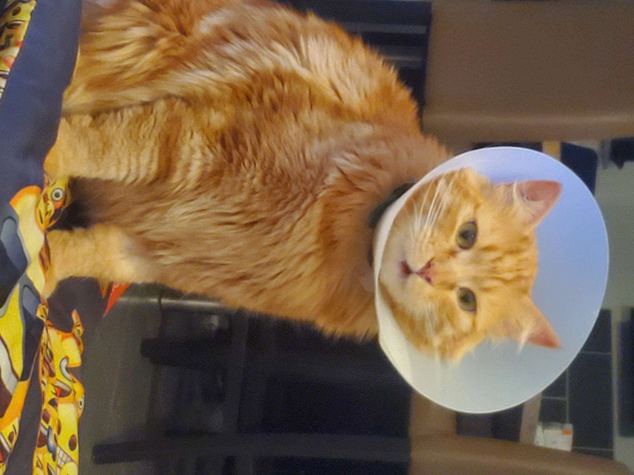 Naos a rejoint le concours — aidez-le/la à gagner de superbes lots ! carnivore, cat, claw, comfort, domestic_short_haired_cat, fawn, felidae, fur, paw, small_to_medium_sized_cats, snout, tail, whiskers, wood