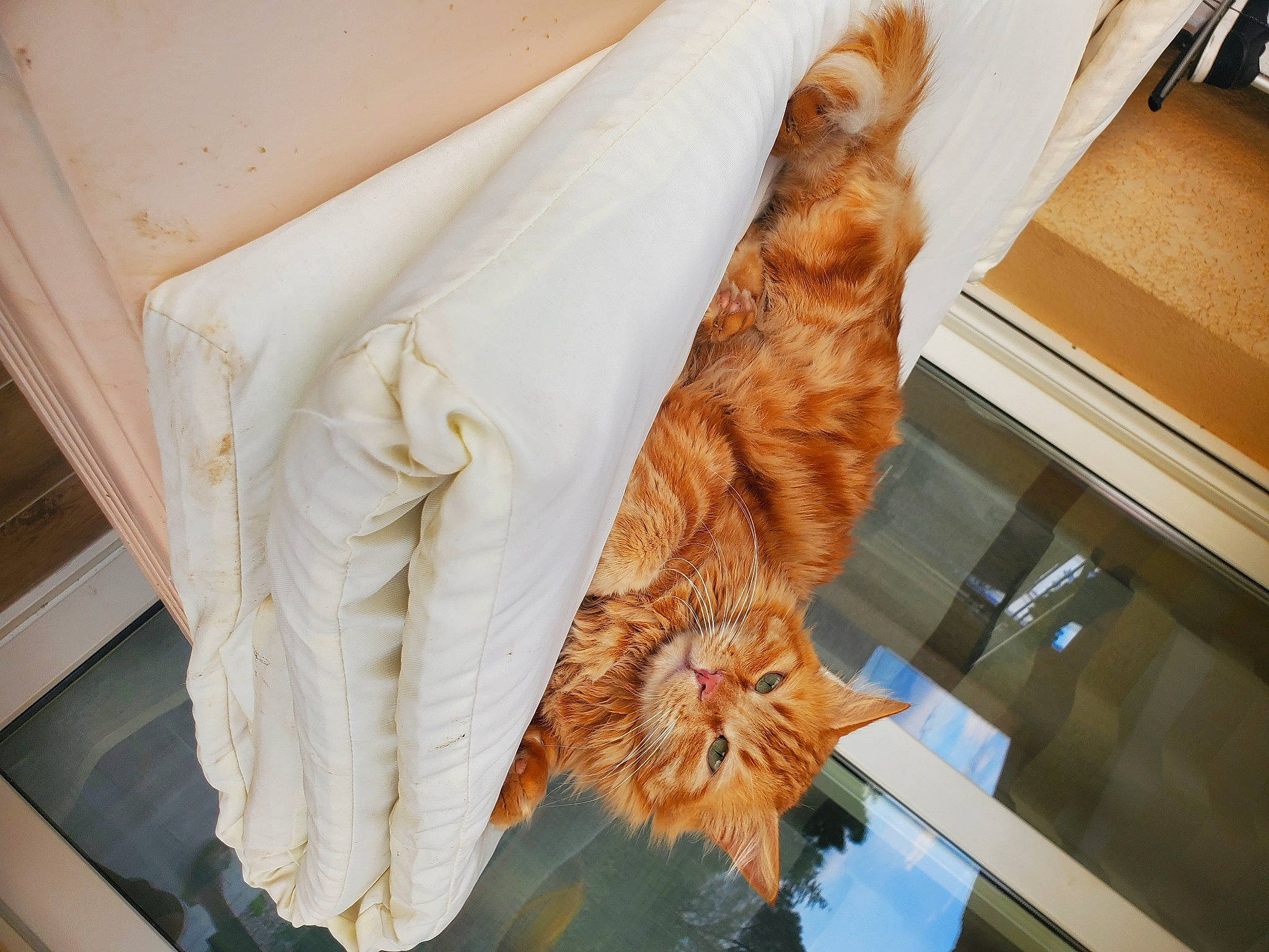 Naos a rejoint le concours — aidez-le/la à gagner de superbes lots ! art, artifact, carving, dress, fawn, felidae, flooring, fur, linens, pattern, peach, plant, room, sculpture, small_to_medium_sized_cats, tail, tree, visual_arts, wing, wood