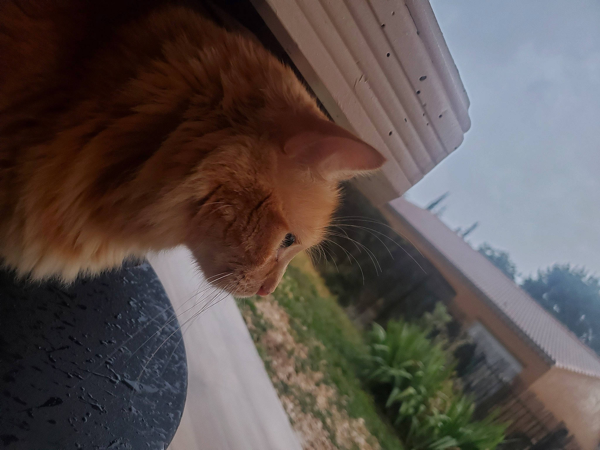 Naos a rejoint le concours — aidez-le/la à gagner de superbes lots ! building, carnivore, cat, domestic_short_haired_cat, fawn, felidae, flowerpot, fur, grass, house, plant, road_surface, sky, small_to_medium_sized_cats, tail, tints_and_shades, tree, whiskers, window, wood