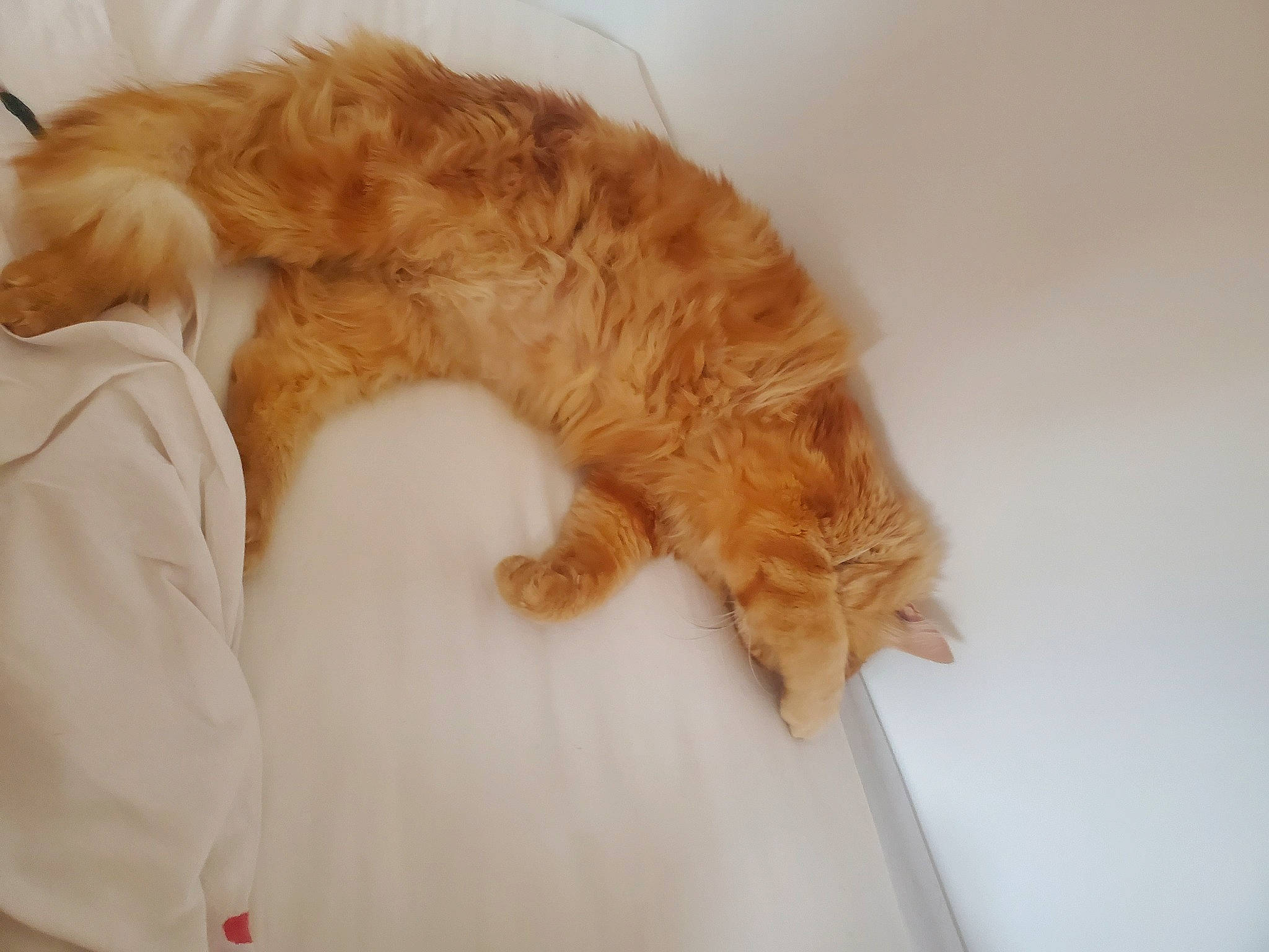 Naos a rejoint le concours — aidez-le/la à gagner de superbes lots ! bed, carnivore, cat, claw, comfort, companion_dog, couch, ear, eye, fawn, felidae, gesture, hair, head, iris, paw, small_to_medium_sized_cats, snout, tail, whiskers