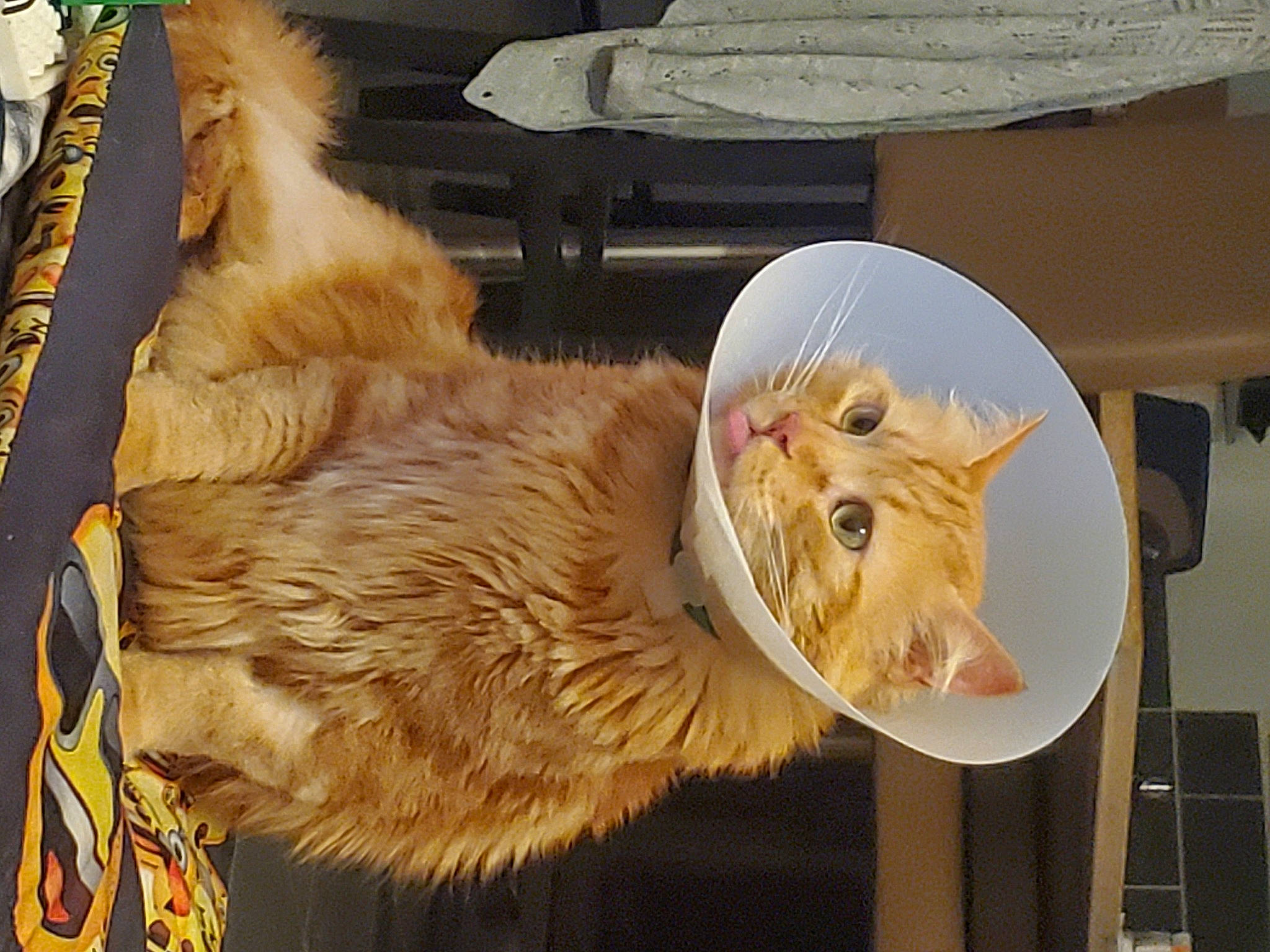 Naos participe au concours pour gagner de l'argent avec cette photo : canidae, carnivore, claw, companion_dog, dog_breed, fawn, feather, felidae, fur, fur_clothing, small_to_medium_sized_cats, snout, sporting_group, sunglasses, tail, whiskers, window, wing, wood