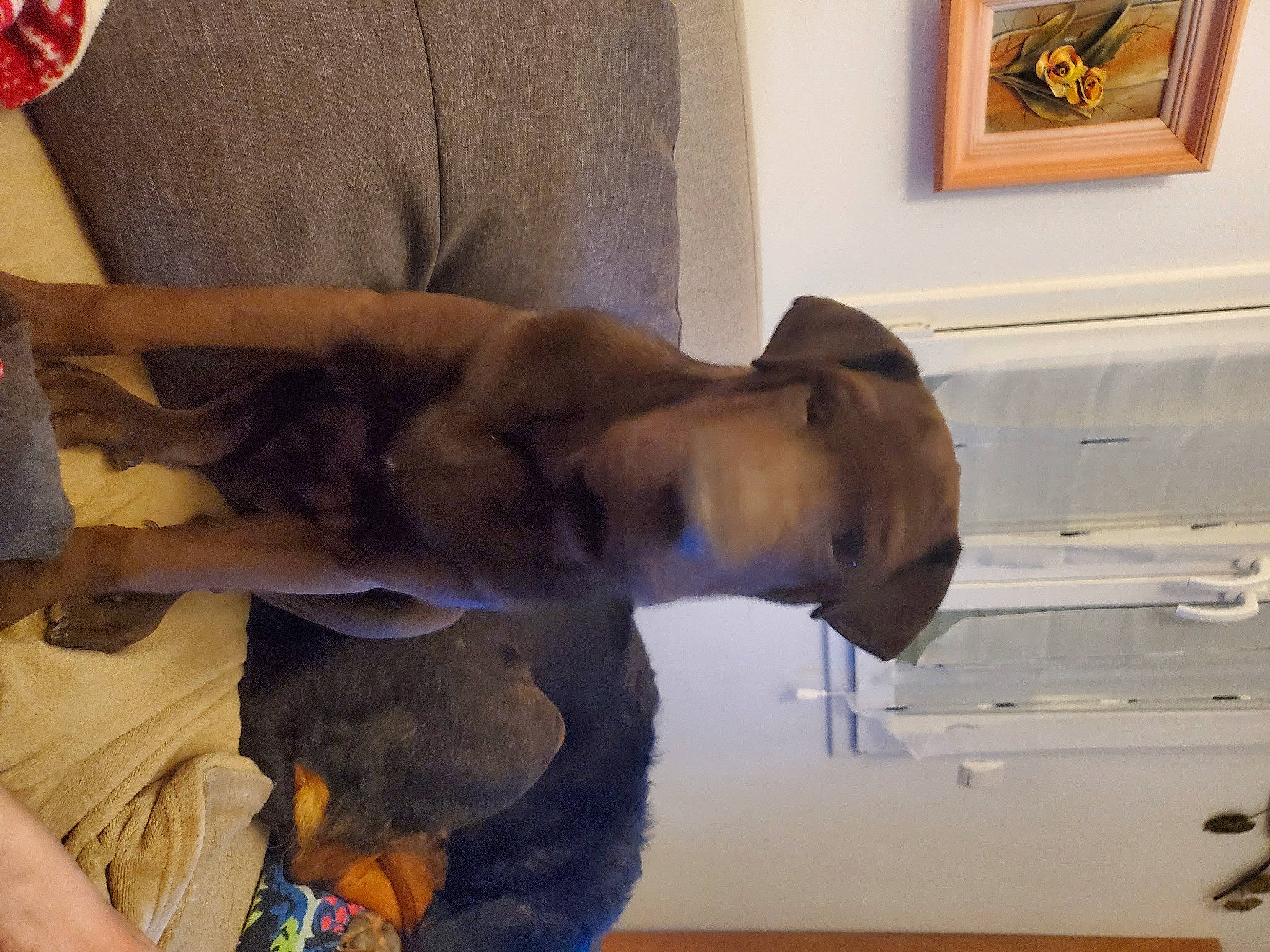 Rox participe au concours pour gagner de l'argent avec cette photo : canidae, carnivore, comfort, companion_dog, dog, dog_breed, ear, elbow, fawn, felidae, flooring, fur, gesture, guard_dog, picture_frame, room, snout, sporting_group, wood, working_animal