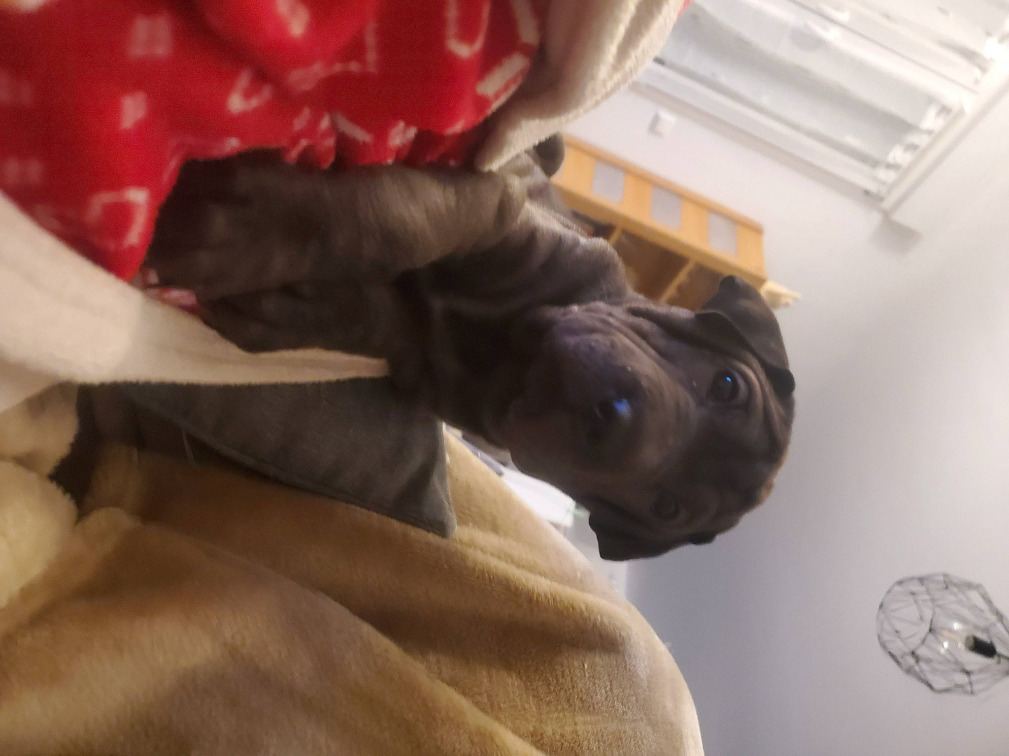 Rox participe au concours pour gagner de l'argent avec cette photo : carmine, carnivore, comfort, companion_dog, dog, dog_breed, fawn, felidae, fur, gesture, guard_dog, liver, petal, snout, sporting_group, tail, whiskers, wood, working_animal, wrinkle