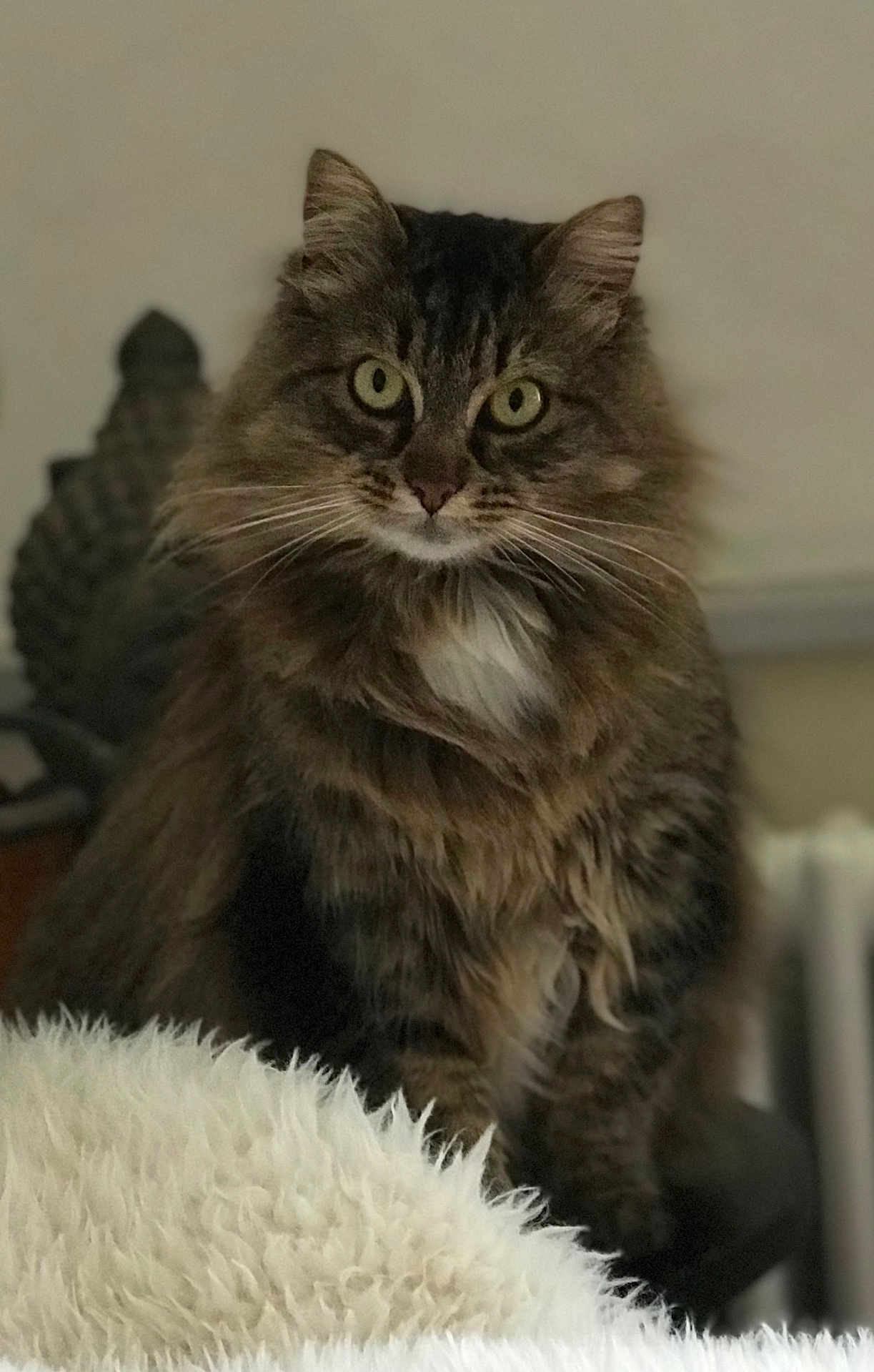 Jazzy a rejoint le concours — aidez-le/la à gagner de superbes lots ! cat, tabby, fluffy, green_eyes, pet, feline, indoor, chair, blanket, fur, whiskers, animal, domestic, mammal, cute, portrait, sitting, soft, cozy, household