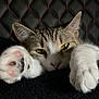 Mew joined the competition — help win amazing prizes! animal, black, cat, close_up, cozy, cute, feline, indoor, paw, pet, quilted_background, red, relaxed, sleepy, soft, stretching, tabby, texture, whiskers, white_fur