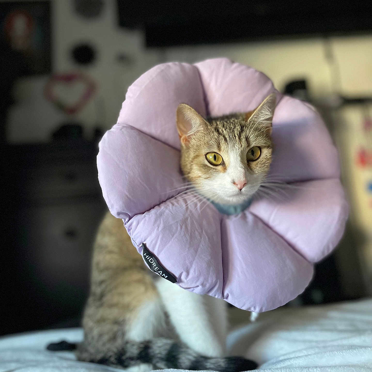 Mew is registered to the contest to win money with this photo: animal, bed, blanket, cat, closeup, collar, cute, domestic_cat, feline, focus, fur, indoor, pet, portrait, purple, resting, soft, tabby, whiskers, yellow_eyes