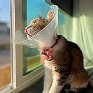 Mew is registered to the contest to win money with this photo: animal, cat, closeup, collar, cone, cute, daylight, domestic, fur, indoor, pet, pink_nose, resting, ribbon, sitting, sunlight, tabby, tongue_out, whiskers, window