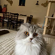 Ray participe au concours pour gagner de l'argent avec cette photo : alert, bed, cat, cat_tree, chairs, close_up, cozy, dining_room, fluffy, furniture, golden_eyes, gray, home, indoors, long_hair, pet, portrait, table, whiskers, white