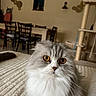 alert, bed, cat, cat_tree, chairs, close_up, cozy, dining_room, fluffy, furniture, golden_eyes, gray, home, indoors, long_hair, pet, portrait, table, whiskers, white