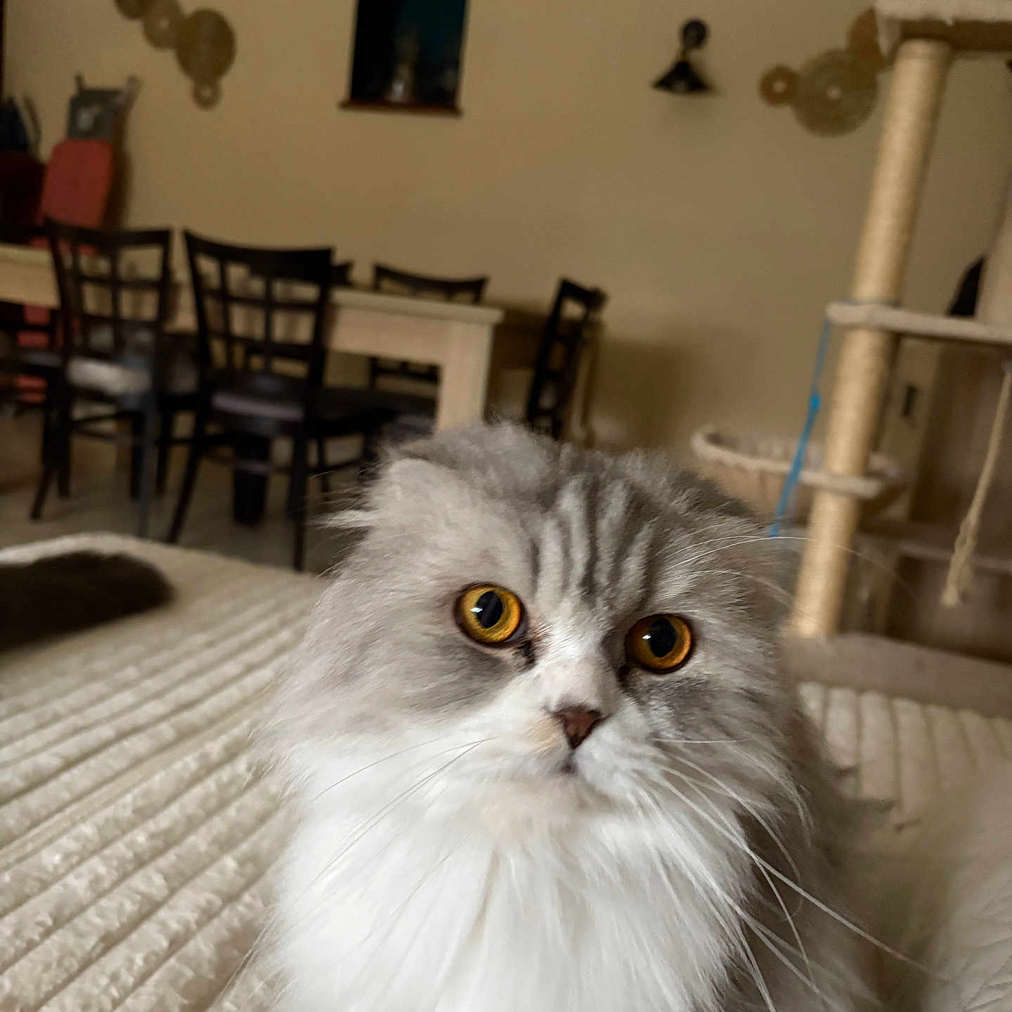 Ray