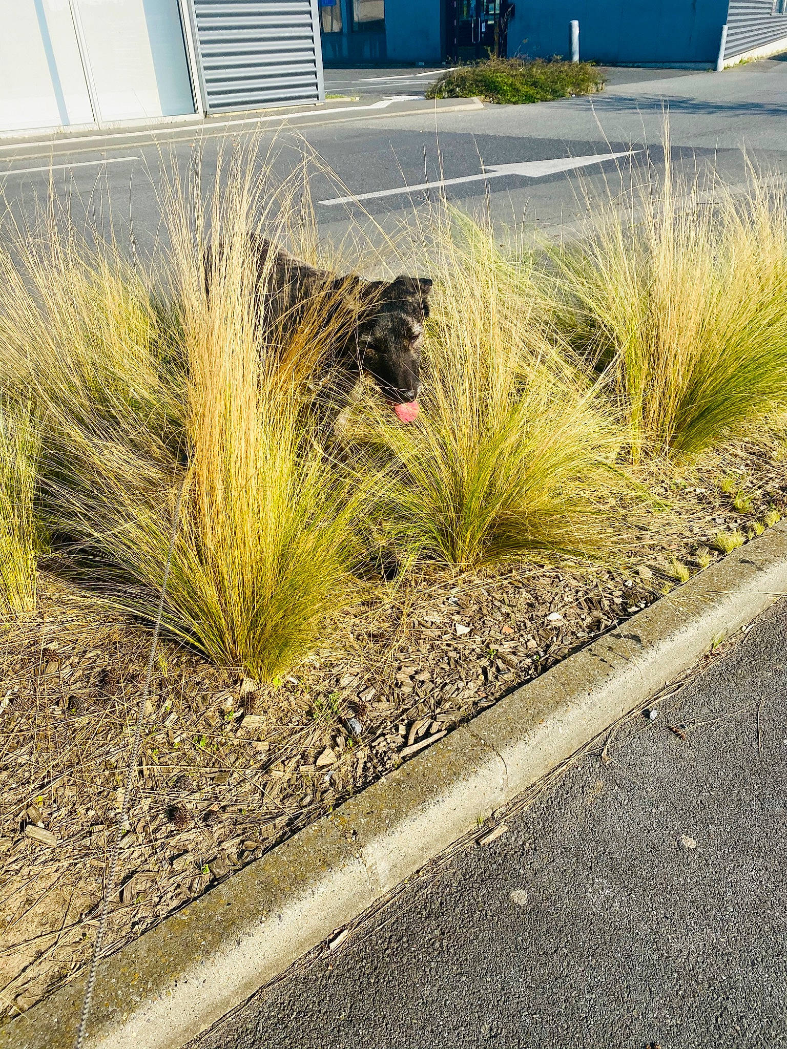 Jengo participe au concours pour gagner de l'argent avec cette photo : asphalt, chrysopogon_zizanioides, curb, garden, grass, grass_family, landscape, landscaping, lawn, plant, plant_community, road, road_surface, sedge_family, shrub, sidewalk, sky, tree, vegetation, walkway