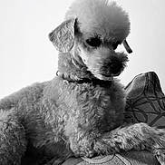Doodle is registered to the contest to win money with this photo: animal, black_and_white, collar, companion, cushion, cute, date_display, dog, fluffy, fur, home, indoor, lock_screen, patterned, pet, phone_screen, poodle, portrait, resting, time_display