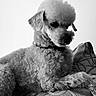animal, black_and_white, collar, companion, cushion, cute, date_display, dog, fluffy, fur, home, indoor, lock_screen, patterned, pet, phone_screen, poodle, portrait, resting, time_display