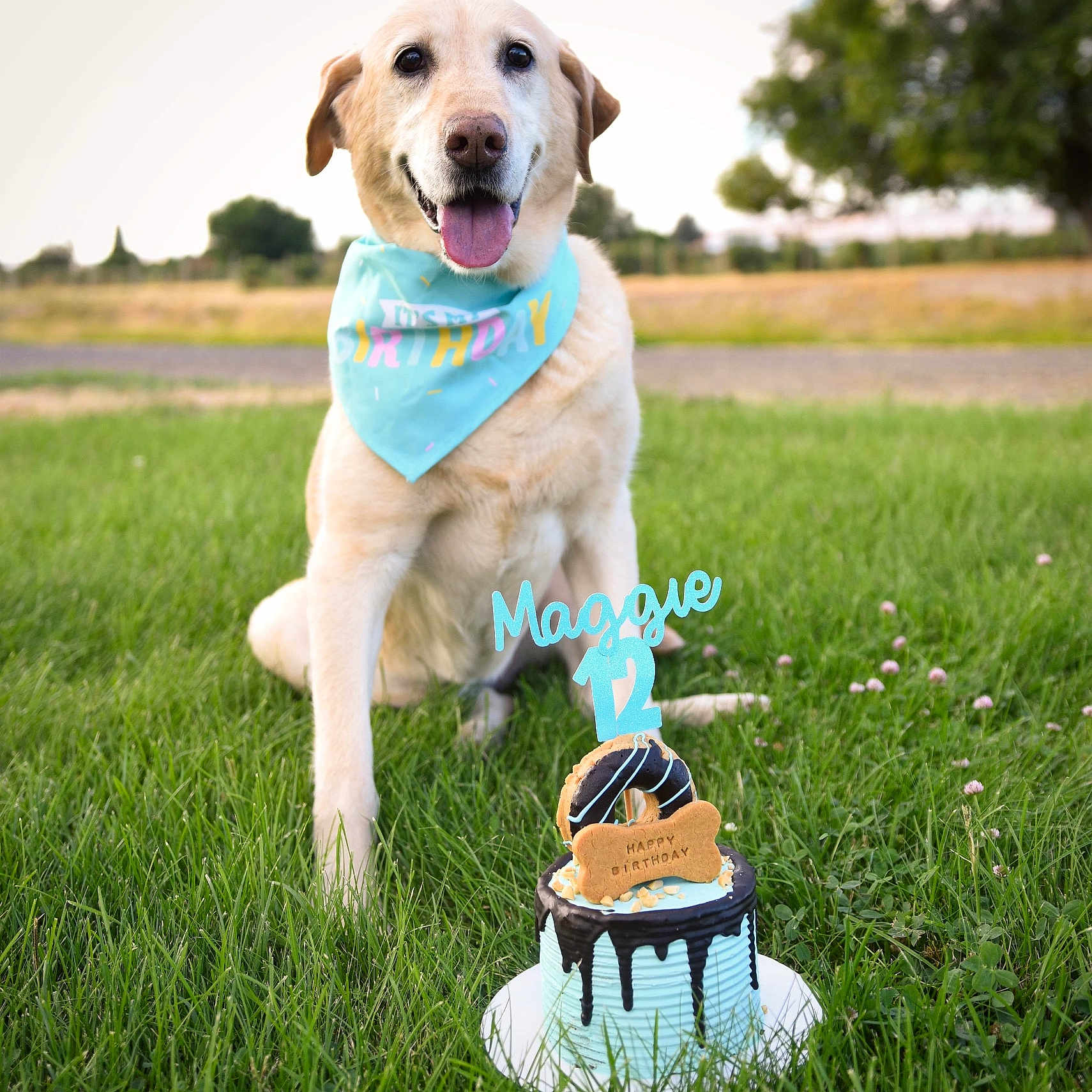 Maggie joined the competition — help win amazing prizes! animal, birthdaycake, cake, canine, cream, dessert, dog, face, food, goldenretriever, grass, icecream, icing, labradorretriever, lawn, people, person, pet, plant, puppy