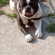Turbo participe au concours pour gagner de l'argent avec cette photo : dog, french_bulldog, black_and_white, pet, outdoor, sunlight, sidewalk, grass, animal, canine, cute, leash, resting, paw, ears, tongue, daytime, nature, companion, relaxing