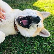 Ouzo participe au concours pour gagner de l'argent avec cette photo : dog, canine, pet, grass, outdoor, sunlight, happy, playful, belly_rub, fur, collar, mouth_open, tongue, ears, paw, hand, ring, nature, summer, relaxed
