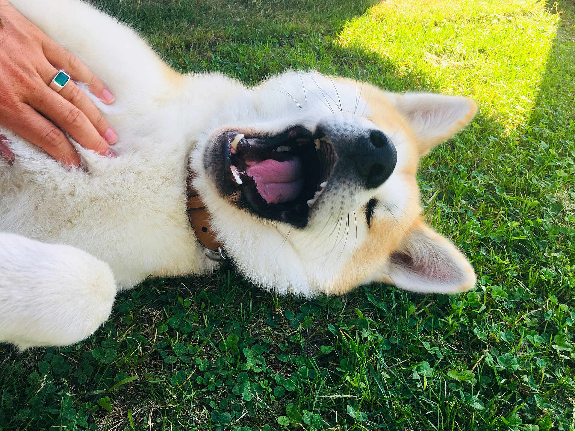 Ouzo participe au concours pour gagner de l'argent avec cette photo : dog, canine, pet, grass, outdoor, sunlight, happy, playful, belly_rub, fur, collar, mouth_open, tongue, ears, paw, hand, ring, nature, summer, relaxed