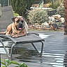 backyard, canine, daytime, deck, decor, dog, fence, garden, lounge_chair, nature, outdoor, plants, relaxed, resting, rocks, shrub, sunlight, tongue_out, turtle_statue, wet_surface