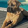 Aston a rejoint le concours — aidez-le/la à gagner de superbes lots ! animal, brown_dog, calm, canine, daylight, deck, dog, greenery, large_dog, nature, outdoor, pet, pool, quiet, relaxing, statue, stone, summer, sunlight, wood