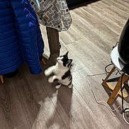 Cookie a rejoint le concours — aidez-le/la à gagner de superbes lots ! kitten, black_and_white_cat, indoor, wooden_floor, table, tablecloth, blue_jacket, chair, playing, ribbon, pet, shadow, furniture, cord, flooring, household, domestic, cat, animal, cute