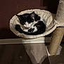 cat, kitten, black_and_white, pet, indoor, fluffy, hammock, cozy, tongue_out, feline, scratching_post, wood_floor, wall, home, cute, resting, playful, fur, animal, domestic