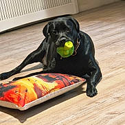 Bow joined the competition — help win amazing prizes! dog, black_dog, toy, green_toy, pillow, colorful_pillow, wooden_floor, indoor, pet, playing, resting, animal, collar, floor, home, cute, canine, domestic_animal, laying_down, leisure