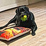 dog, black_dog, toy, green_toy, pillow, colorful_pillow, wooden_floor, indoor, pet, playing, resting, animal, collar, floor, home, cute, canine, domestic_animal, laying_down, leisure