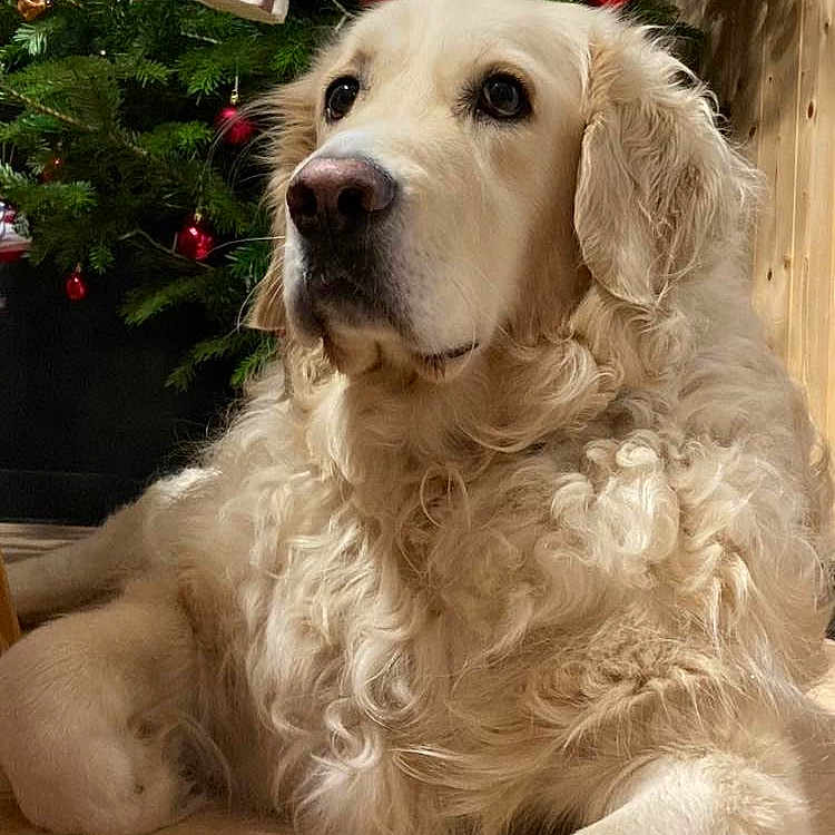 Shwep'S participe au concours pour gagner de l'argent avec cette photo : animal, ball, canine, christmas, christmasdecorations, christmastree, conifer, dog, eskimodog, festival, football, goldenretriever, pet, plant, puppy, soccer, soccerball, tree, vegetation, whitedog