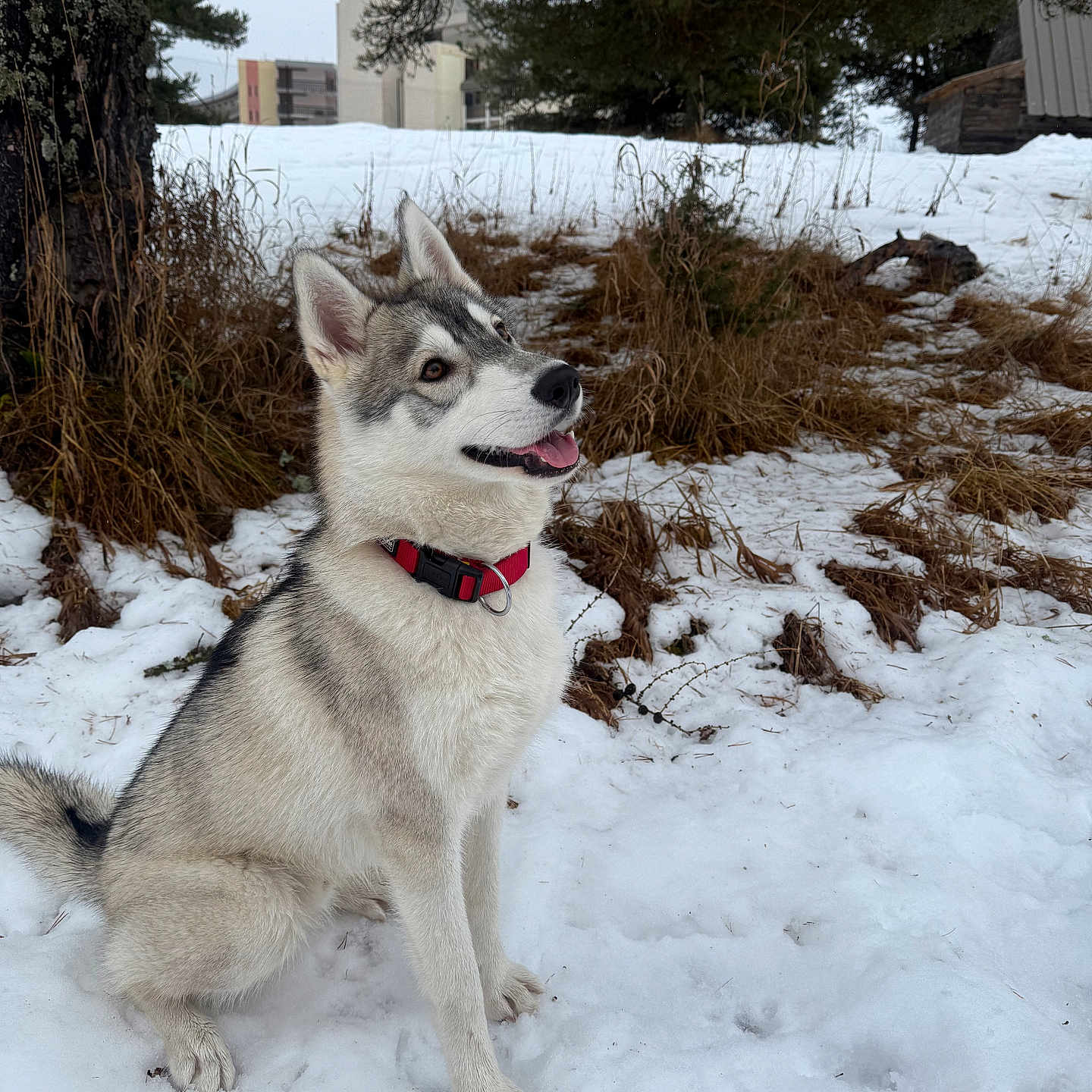 Saïko a rejoint le concours — aidez-le/la à gagner de superbes lots ! animal, architecture, bodypart, building, canine, dog, eskimodog, husky, nature, outdoors, pet, plant, puppy, shelter, snow, tree, vegetation, whitedog, winter, yard