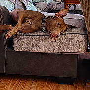 Brownie joined the competition — help win amazing prizes! dog, brown, couch, cushion, relaxed, indoor, pet, living_room, floor, wood_floor, furniture, ear, collar, resting, comfort, home, domestic_animal, animal, canine, nap