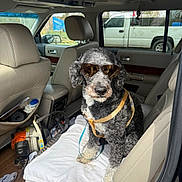 Bingo is registered to the contest to win money with this photo: accessory, car_interior, curly_fur, dashboard, dog, door, floor_mat, harness, leash, leather_seat, pet, pickup_truck, seat, seatbelt, side_mirror, sunglasses, sunlight, towel, vehicle, window