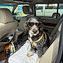 accessory, car_interior, curly_fur, dashboard, dog, door, floor_mat, harness, leash, leather_seat, pet, pickup_truck, seat, seatbelt, side_mirror, sunglasses, sunlight, towel, vehicle, window
