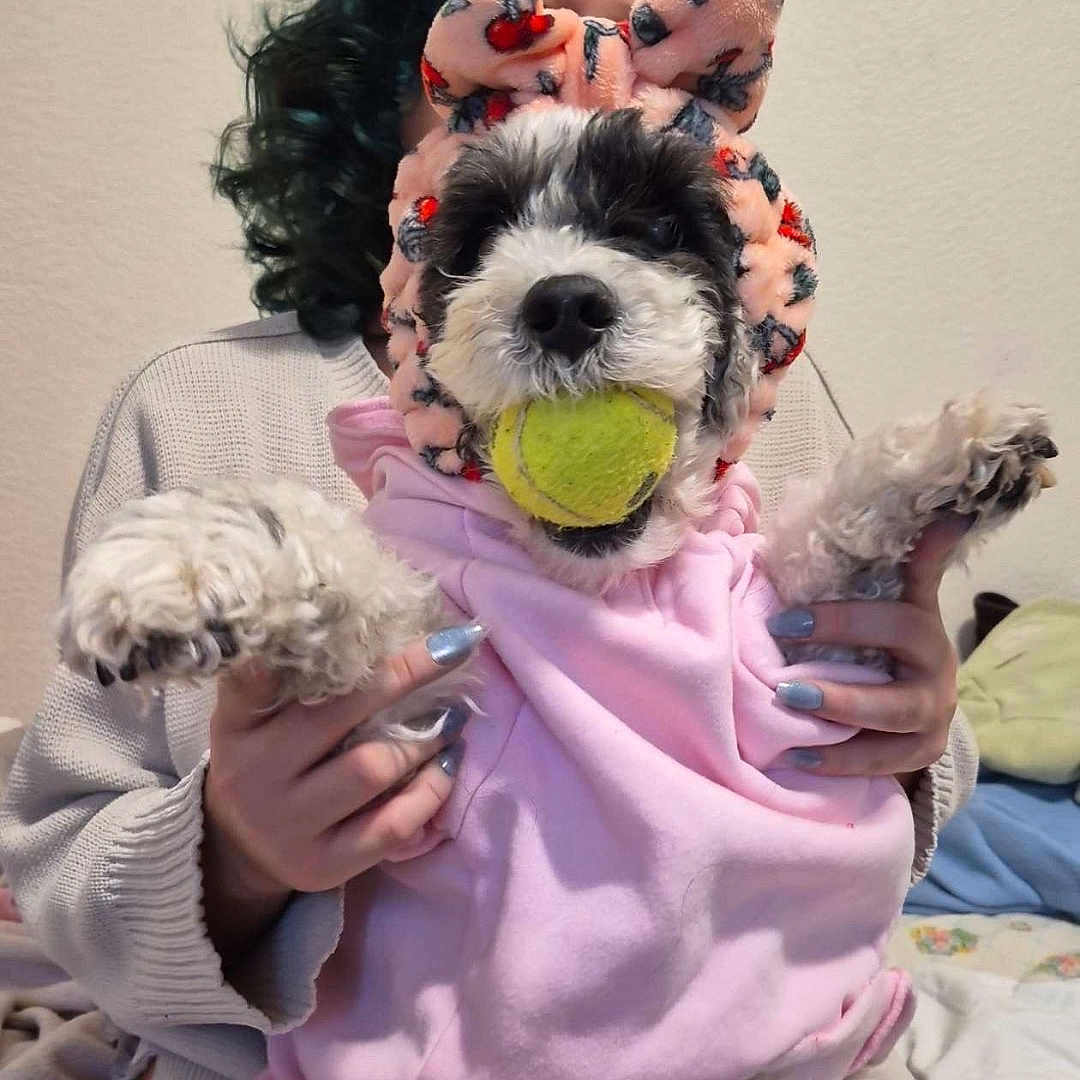 Fluffie joined the competition — help win amazing prizes! animal, bed, blanket, bow_headband, cozy, curly_fur, cute, dog, fur, hands, indoor, nails, owner, person, pet, pink_hoodie, playful, smiling, tennis_ball, toy